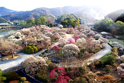 日本庭園　南楽園